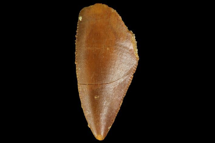 Serrated, Raptor Tooth - Real Dinosaur Tooth #176216